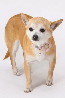 Collar Para Mascota Flor Cascabel Chico